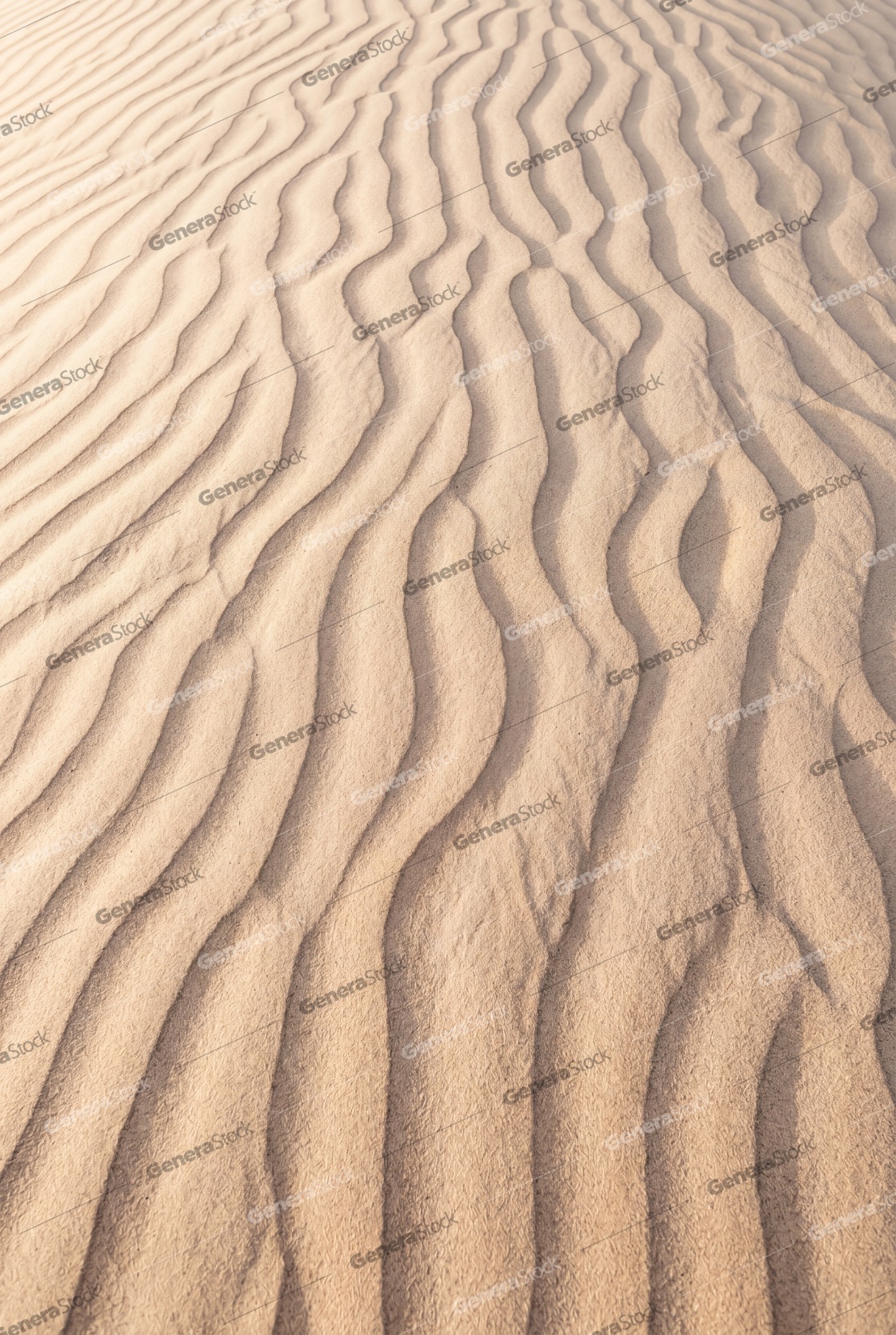Natural wavy texture of wind-blown sand ripples on a desert dune