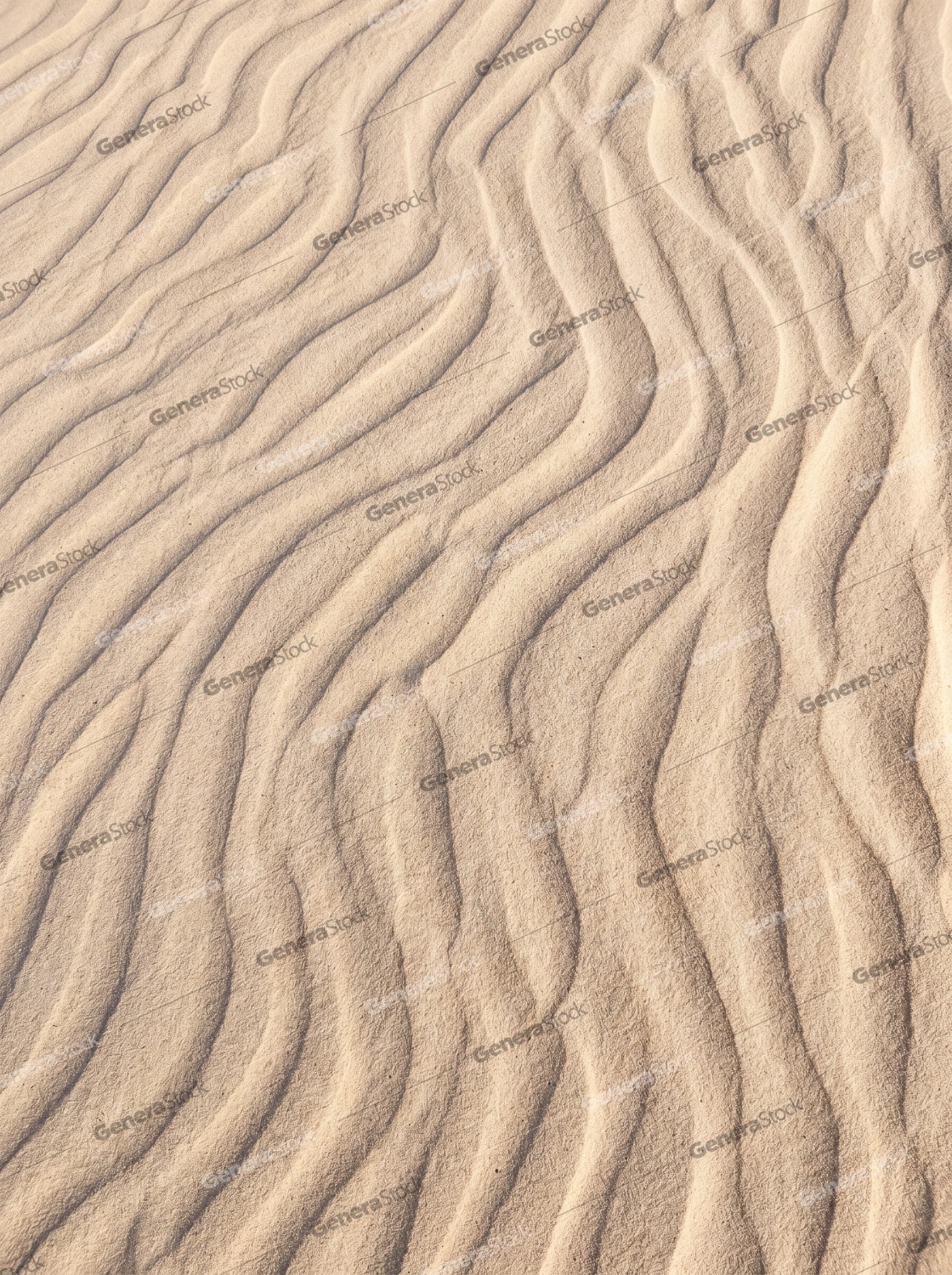 Natural Abstract Texture of Wind-Blown Sand Ripples on a Desert Dune