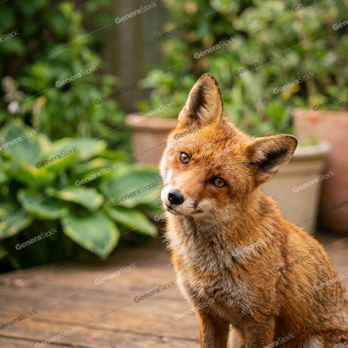 Curious Red Fox Sitting on a Wooden Deck in a Backyard Garden with Head Tilted