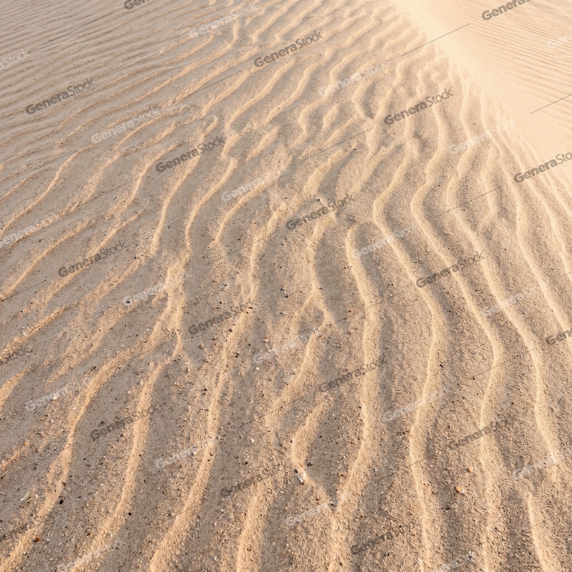Natural texture of wind-blown sand ripples on a desert dune in warm sunlight