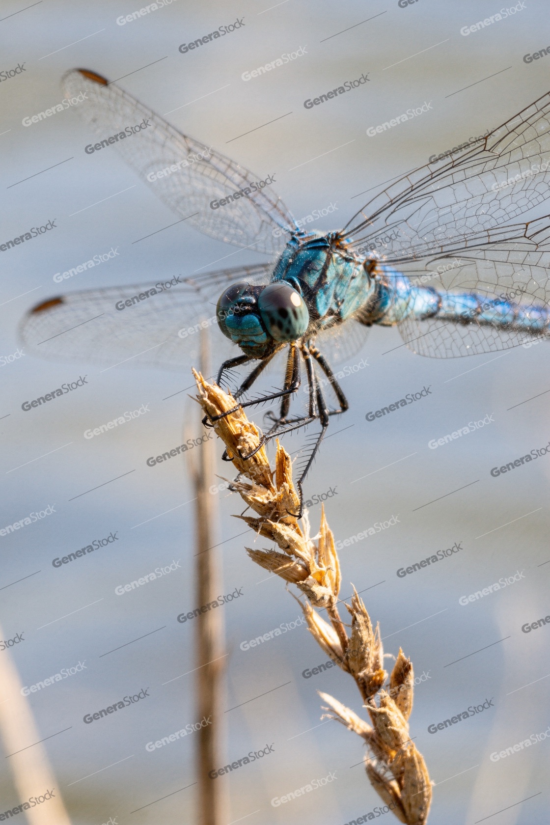 Close-up macro of a vibrant blue dragonfly resting on a dried gr