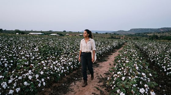 woman walking a path between cotton rows, farm buildings, blue hour