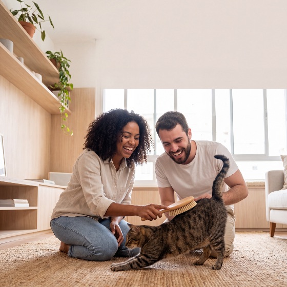 happy, young, multiethnic, couple, african, american, woman, and, caucasian, man, are, grooming, their, tabby, cat, with, brush, while, sitting, the, floor, bright, modern, cozy, living, room, home, diverse, pet, brushing, smile, laughter, indoor, domestic, lifestyle, animal, care, owner, friendship, love, togetherness, apartment, interior, furniture, plants, rug, wooden, fur, hygiene, bonding, relaxation, weekend, morning, natural, light, stretching, feline, interracial, relationship, family, lover, tool, minimalist, people