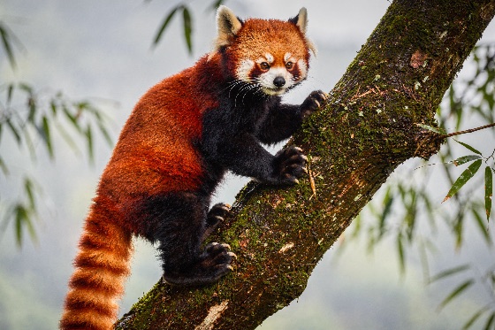 red, panda, climbing, mossy, tree, trunk, lush, forest, habitat, with, vibrant, reddish-brown, fur, and, ringed, tail, branch, the, animal, looks, toward, camera, against, backdrop, bamboo, misty, ailurus, fulgens, wildlife, nature, moss, mammal, cute, endangered, wilderness, outdoor, zoo, conservation, asian, himalayas, arboreal, claws, predator, brown, black, white, face, whiskers, eyes, looking, portrait, greenery, leaves, jungle, environment, fauna, biodiversity, rare, exotic, fluffy, adorable, photography, natural, woods, mountain, landscapes