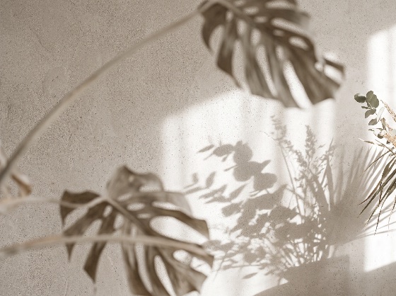 shadow, tropical, leaves, beige, textured, wall, background, minimalist, aesthetic, featuring, soft, shadows, monstera, and, eucalyptus, cast, plaster, bright, natural, sunlight, ideal, for, product, presentation, wellness, spa, cosmetic, mockups, modern, interior, design, concepts, with, copy, space, leaf, light, plant, texture, neutral, overlay, concrete, floral, organic, display, sun, sunbeam, boho, warm, serene, peaceful, beauty, blurred, foreground, botanical, simple, surface, cement, abstract, home, nature, element, scene, frame, backgrounds, textures