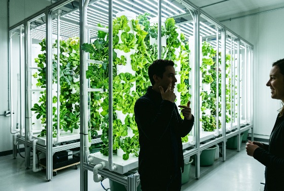 two, people, discussing, sustainable, agriculture, inside, modern, vertical, hydroponic, farm, with, lush, green, leafy, vegetables, hydroponics, indoor, farming, sustainability, agritech, urban, lettuce, greens, technology, future, food, production, greenhouse, smart, aeroponics, garden, led, lighting, security, innovation, cultivation, organic, eco-friendly, biotechnology, discussion, scientists, farmers, research, growth, environment, healthy, laboratory, industry, botanical, commercial, ecology, plant, high-tech, automated, fresh, produce, living, resource, efficiency, drink
