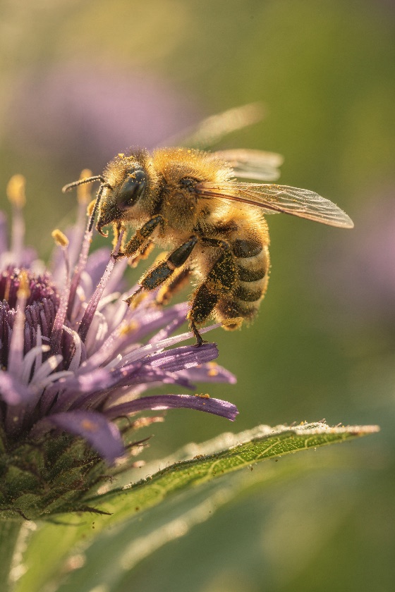 macro, shot, fuzzy, honeybee, covered, golden, pollen, while, detailed, view, gathering, nectar, from, purple, wildflower, grains, cling, the, insect, body, soft, sunlight, illuminates, scene, against, blurred, natural, background, bee, flower, pollination, nature, wildlife, garden, summer, spring, apis, mellifera, blossom, bloom, detail, close-up, wings, antennae, environment, ecology, biodiversity, hour, lighting, bokeh, meadow, flora, fauna, worker, honey, agriculture, botanical, outdoor, vertical, vibrant, yellow, green, life, tiny, small, animal, stinging, landscapes
