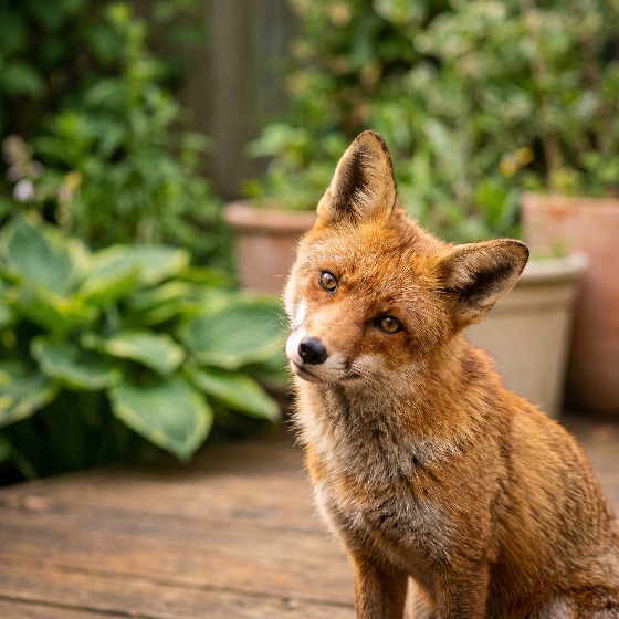 curious, red, fox, sitting, wooden, deck, backyard, garden, with, head, tilted, tilt, urban, wildlife, animal, nature, cute, mammal, vulpes, outdoor, patio, portrait, close-up, looking, camera, fur, orange, predator, wild, environment, greenery, plants, summer, spring, daytime, expression, alert, intelligent, animals