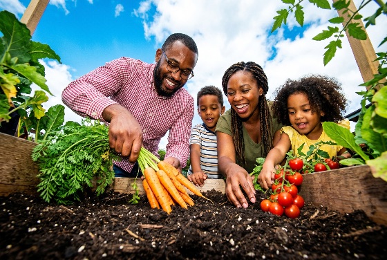 happy, african, american, family, harvesting, fresh, carrots, and, tomatoes, backyard, garden, gardening, vegetables, organic, homegrown, black, children, parents, smiling, outdoors, nature, sustainability, healthy, lifestyle, education, bonding, summer, sunny, bed, produce, agriculture, urban, farming, hobby, togetherness, growth, planting, soil, food, nutrition, wellness, leisure, springtime, people
